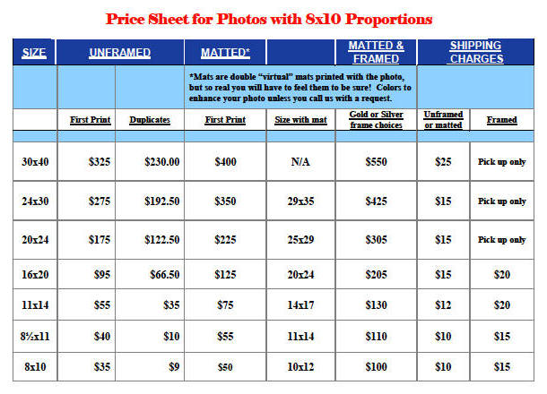 8x10 proportion prices