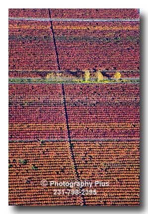 Blueberry Fields in Fall
